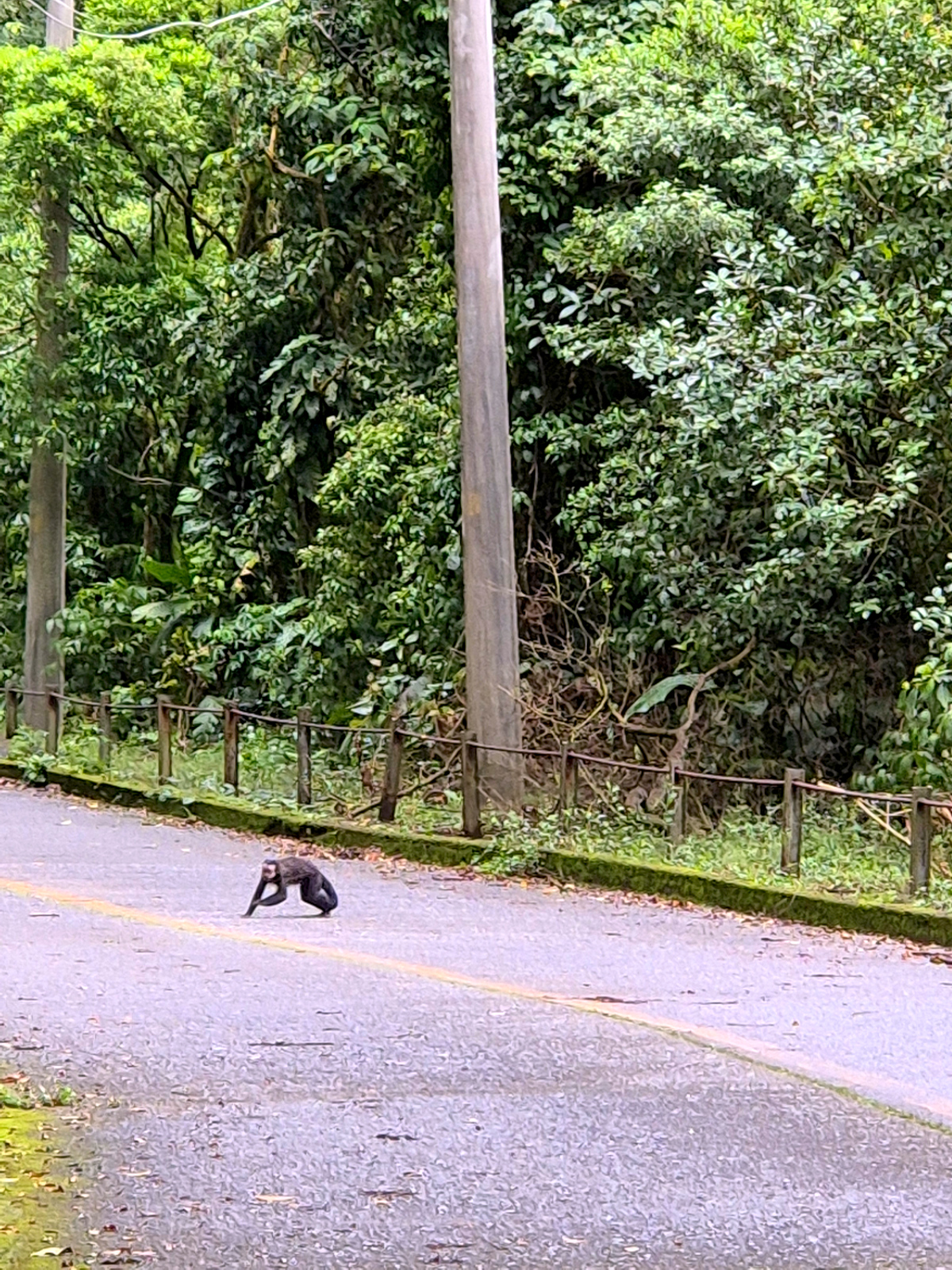 Atlantic Forest Trail